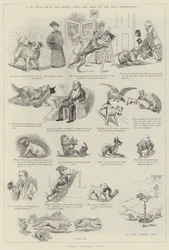 Haustiere anderer Leute